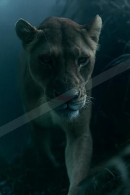 A lioness with intense gaze walks directly toward the viewer through a dark, misty environment.
