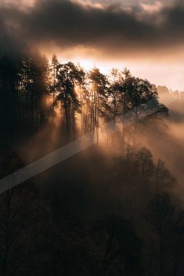 A dramatic nature scene of forest, mountains, trees.