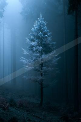 A dramatic nature scene of trees, forest, fog.