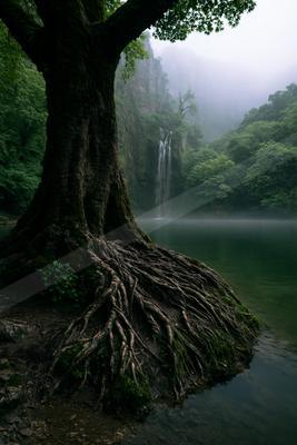 A serene nature scene of trees, forest, river.