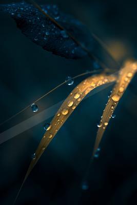 A night macro nature scene of plants.
