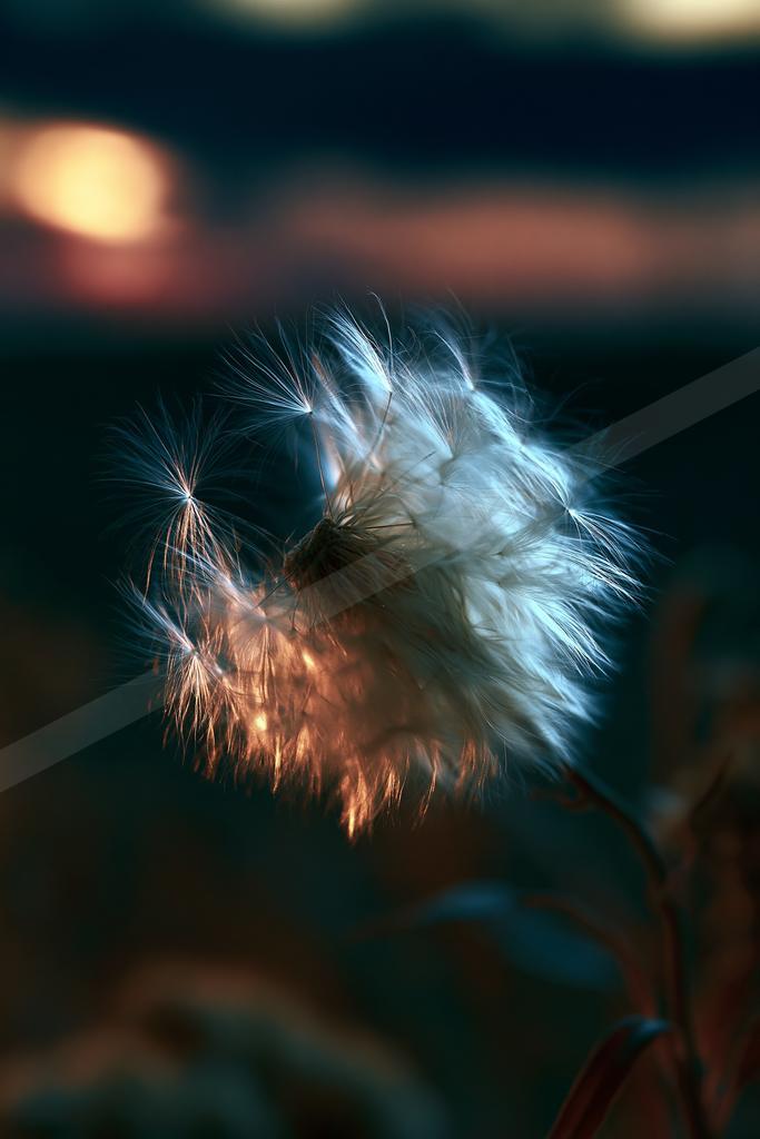 A moody bokeh still life of flowers.
