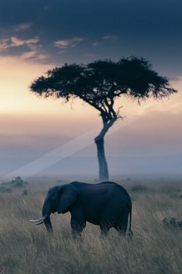 A bright wildlife photo of wildlife, trees, fog.