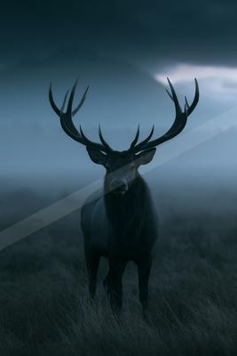 A large dark elk with impressive antlers stands facing the camera in a misty grassy field under a dark, cloudy sky.