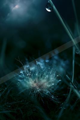 A moody nature scene of flowers, still life, field.