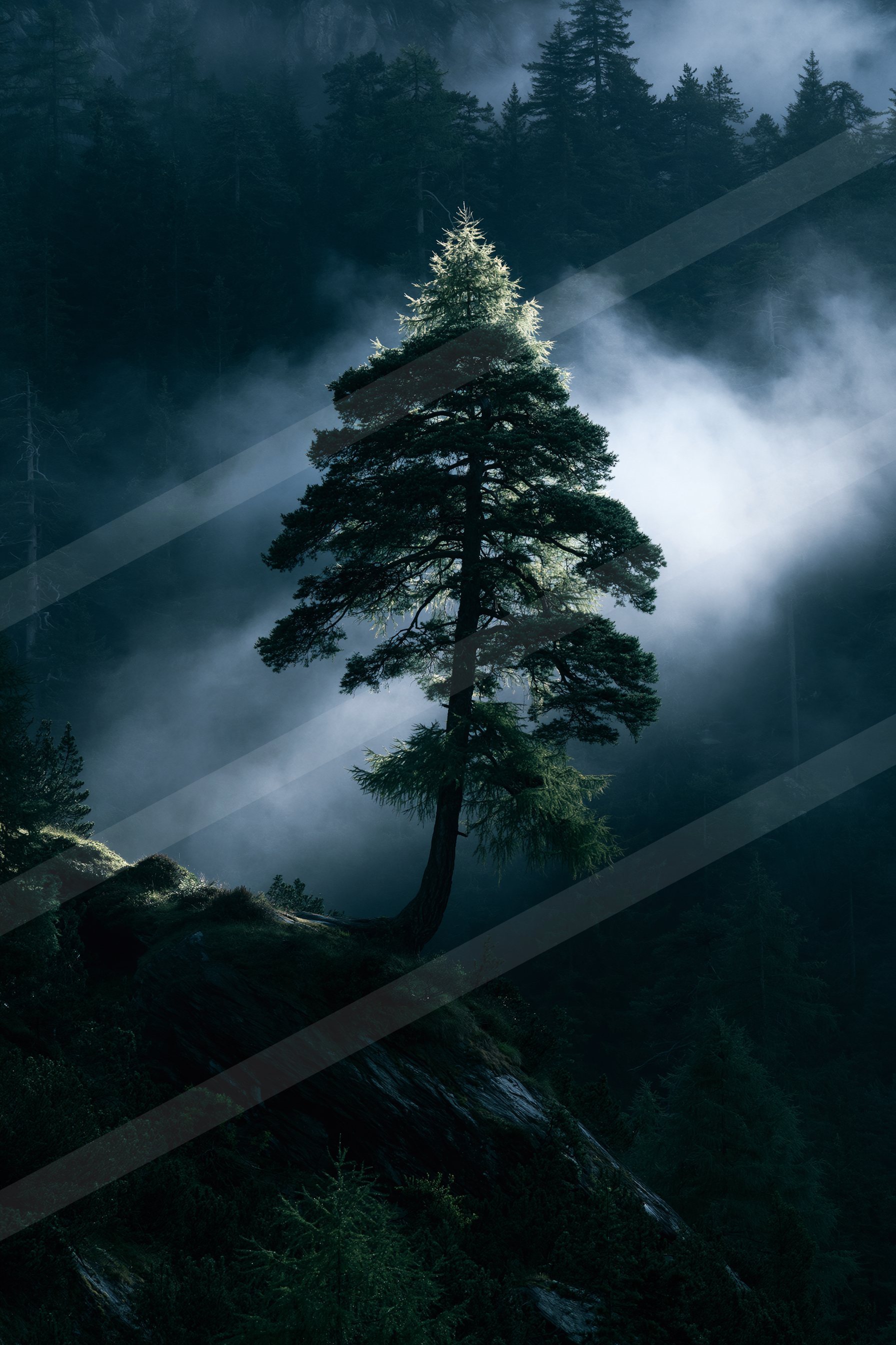 A mysterious nature scene of a pine tree, fog.