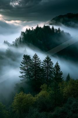 An ethereal panorama nature scene of a forest, fog.