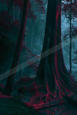 A night nature scene of forest.