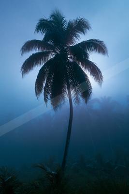 A blue hour nature scene of trees, fog.