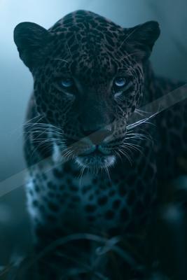 A moody wildlife photo of wildlife.