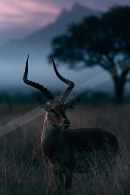 A male antelope with large spiraled horns stands in tall dry grass, looking toward the viewer, with a large tree and misty mountains in the background under a p