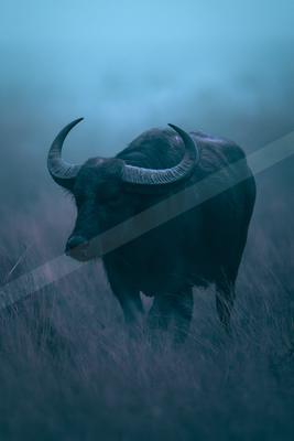 A blue hour wildlife photo.