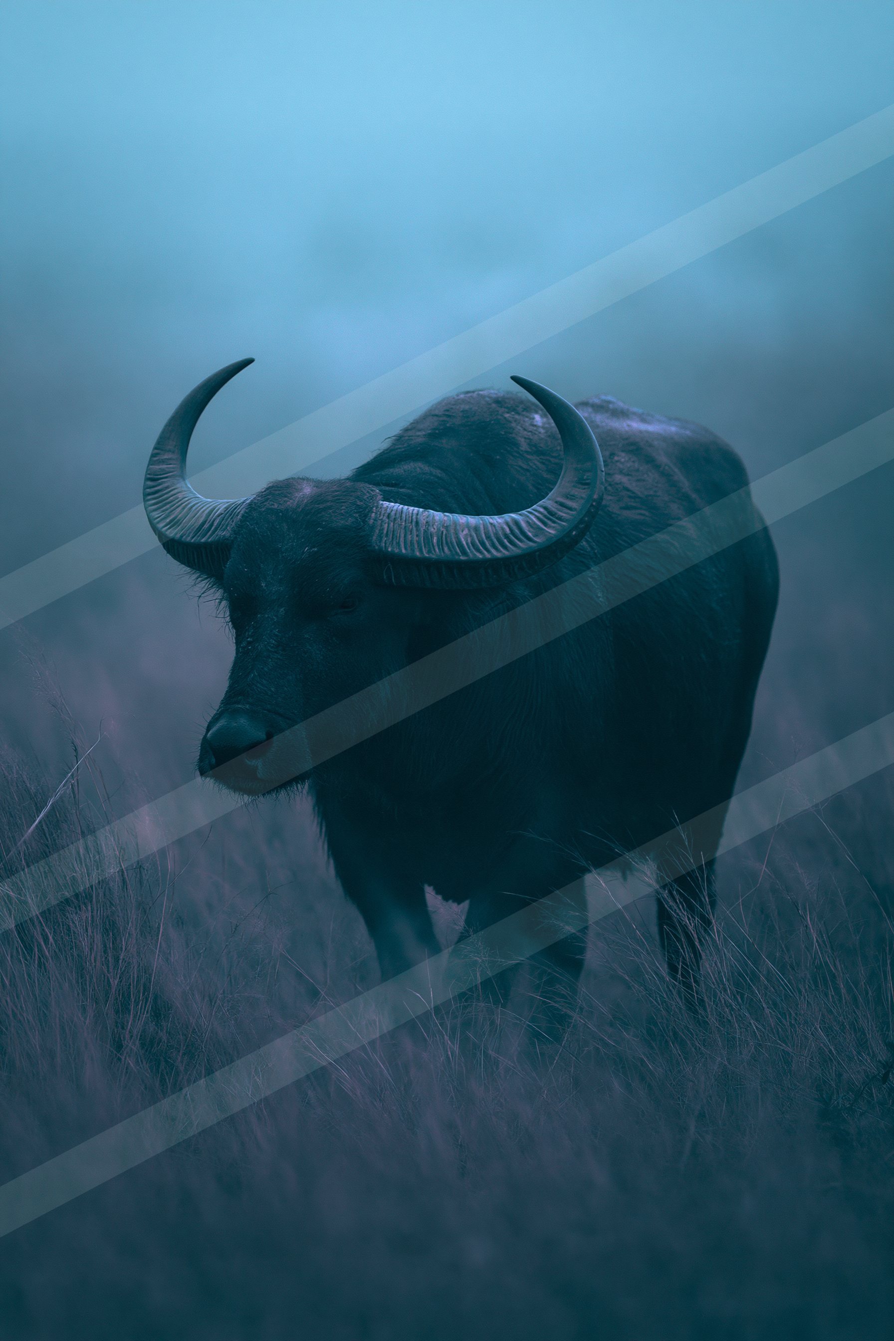 Cow.