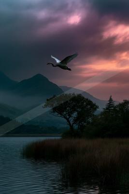 A serene wildlife photo of bird.