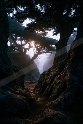 A black-and-white night nature scene of forest, trees, fog.