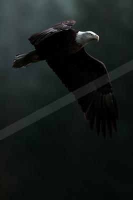 A bald eagle with white head and dark wings soars through the air with wings fully extended against a dark blurred background.