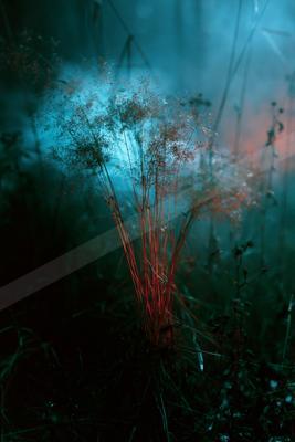 A moody landscape of field, flowers, plants.