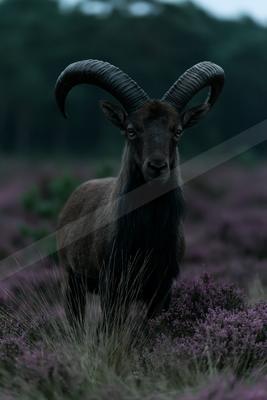 A black-and-white moody wildlife photo of wildlife.