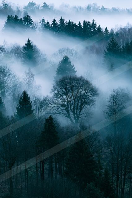 A mysterious high contrast nature scene of a forest, fog.