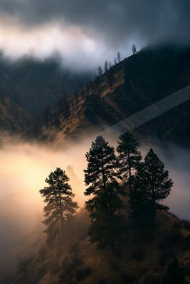 A mysterious high contrast nature scene of a pine tree, fog.