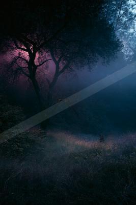 A night nature scene of forest, trees, field.