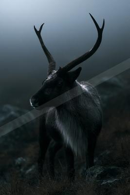 A caribou with large antlers stands in profile on rocky terrain surrounded by thick fog.