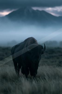 A large dark American bison with curved horns walks toward the viewer through dry grass in a foggy mountain valley under dramatic cloudy skies.