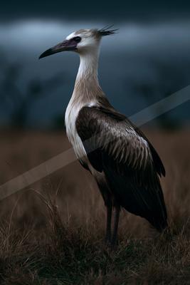 A moody wildlife photo of bird.