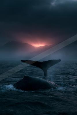 A humpback whale's tail fluke rises from the dark ocean water in the foreground, with its back visible, while a dramatic red sunset glows behind misty mountain 