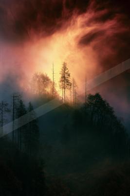 A moody nature scene of forest, trees, mountains.
