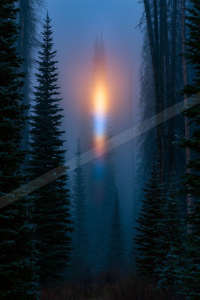 A blue hour nature scene of forest, trees, fog.