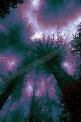 A moody nature scene of forest, trees.