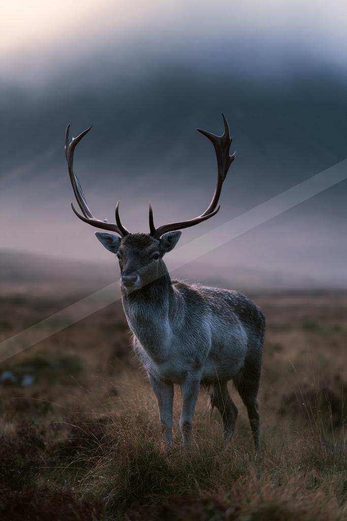 A moody wildlife photo of wildlife.
