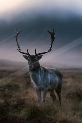 A moody wildlife photo of wildlife.