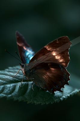 A moody wildlife photo of wildlife.
