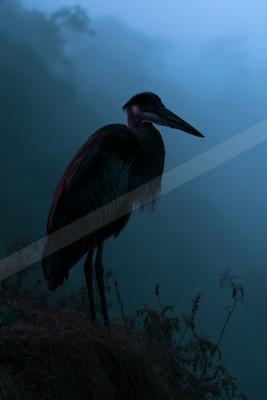 A great blue heron stands in profile on a grassy mound, surrounded by dense blue fog and silhouetted trees in the background.