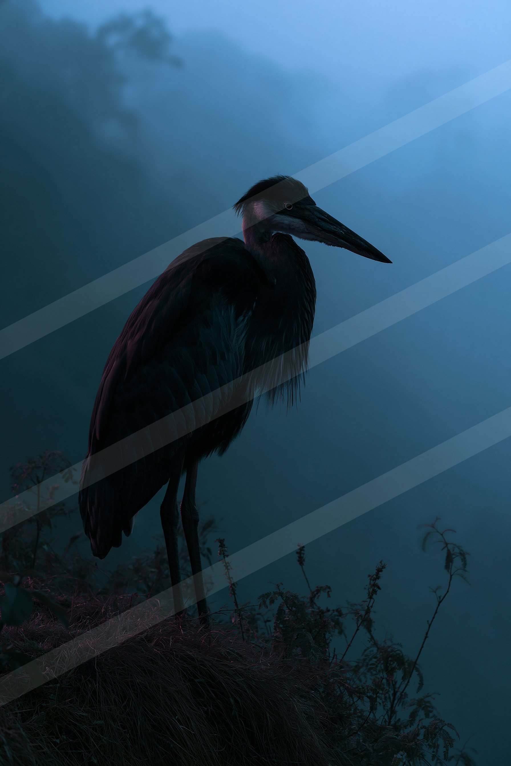 Great blue heron in the foggy wilderness.