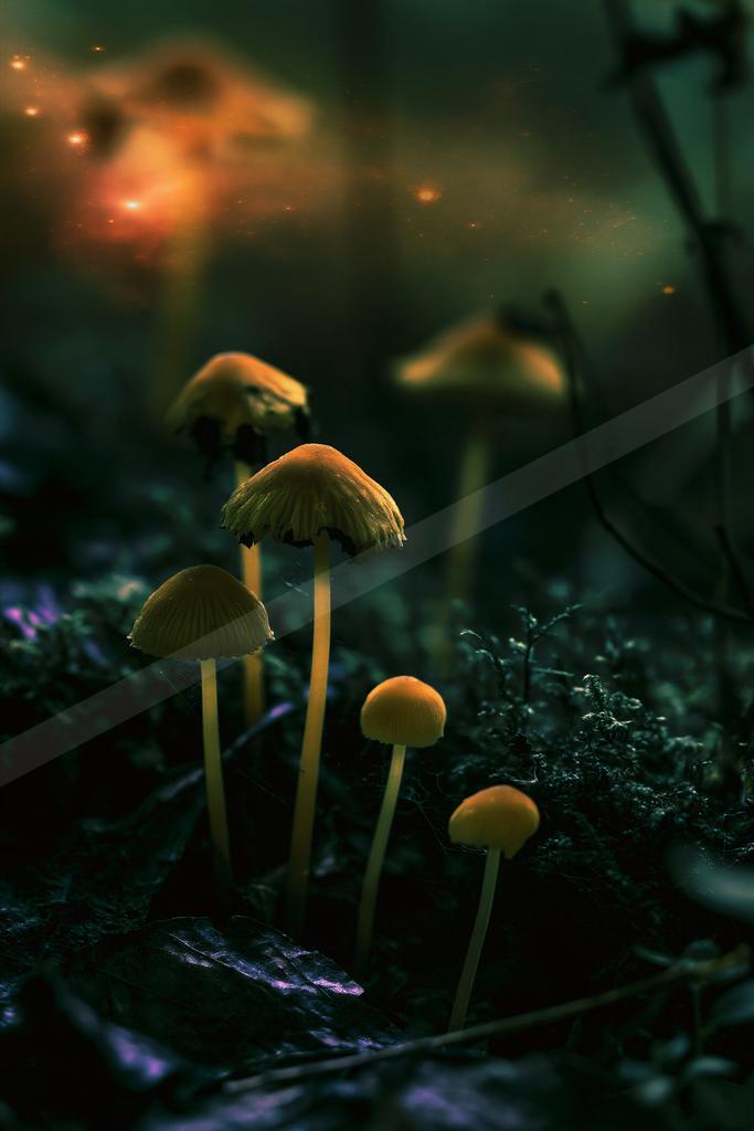 A moody nature scene of forest.