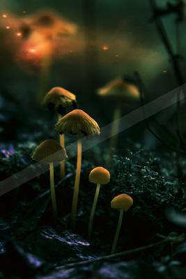 A moody nature scene of forest.