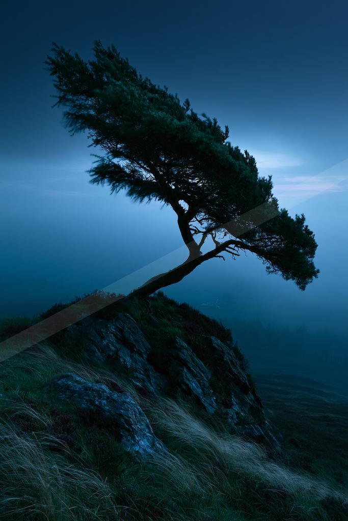 A solitary evergreen tree with branches swept to one side stands silhouetted on a rocky, grassy outcrop against a thick blue fog at twilight.