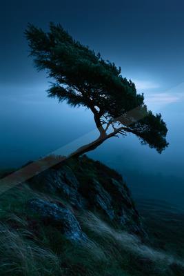 A solitary evergreen tree with branches swept to one side stands silhouetted on a rocky, grassy outcrop against a thick blue fog at twilight.