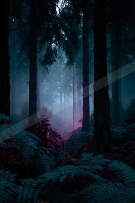 A night nature scene of forest.