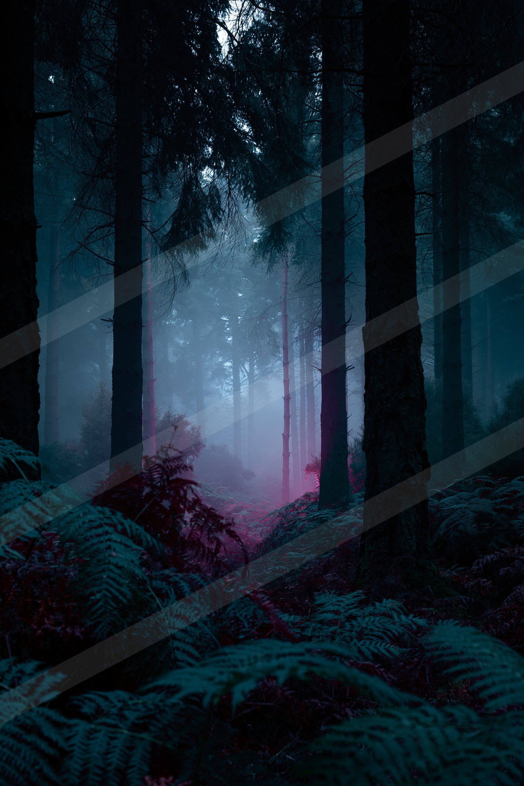 A mysterious nature scene of a forest, fog.