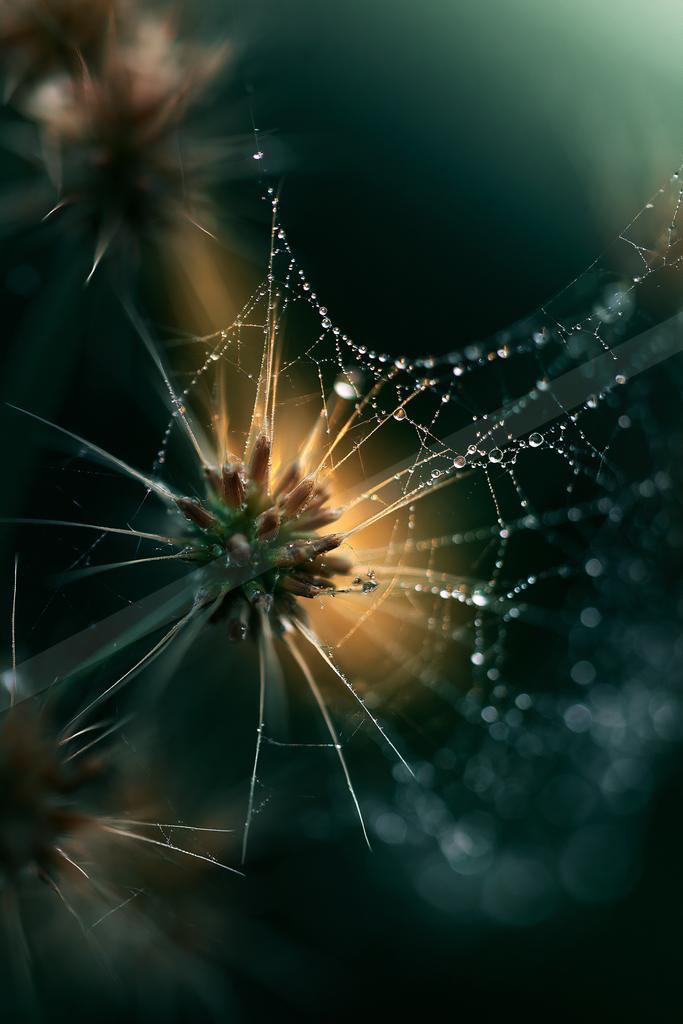 A moody bokeh nature scene of flowers.