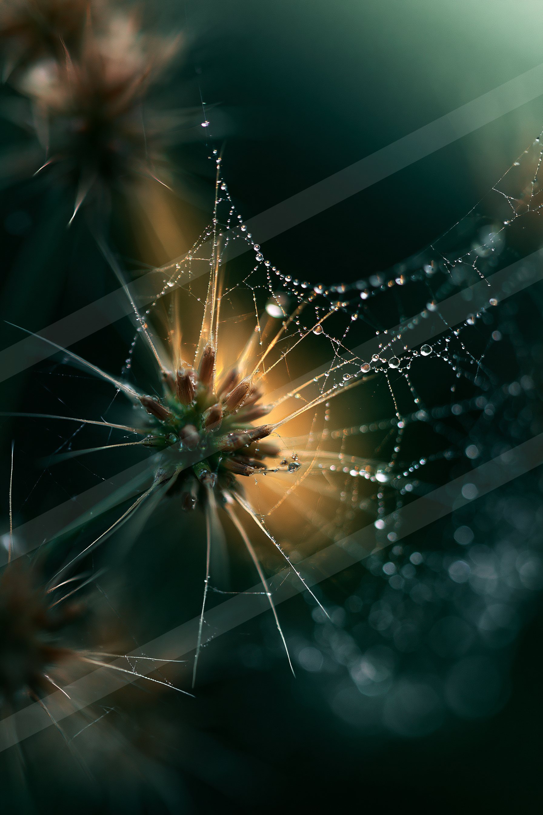 Water drops.