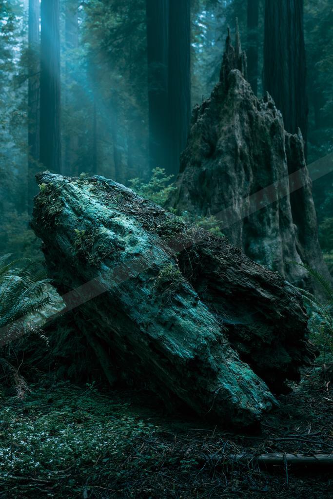 A moody nature scene of forest, trees.