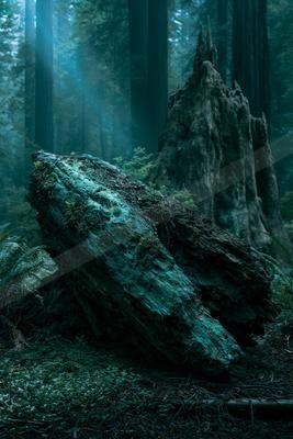 A moody nature scene of forest, trees.