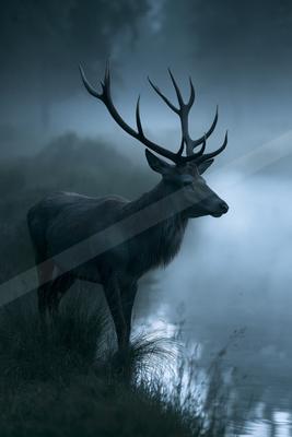 A moody wildlife photo of wildlife.