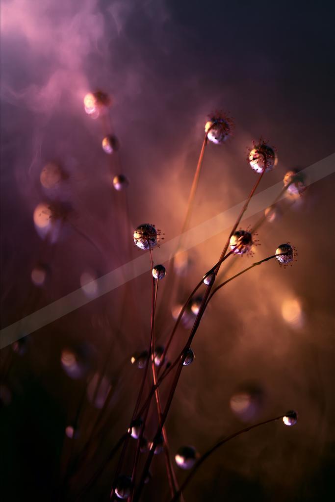 A golden hour nature scene of flowers.