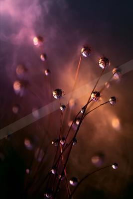 A golden hour nature scene of flowers.